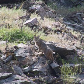 Bobcat in Vaseux Bighorn National Wildlife Area