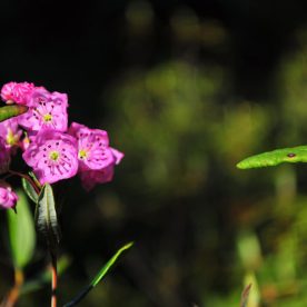 Bog Rosemary