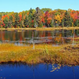 Bog and fen