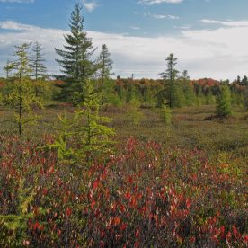 Bog