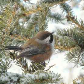 Boreal Chickadee