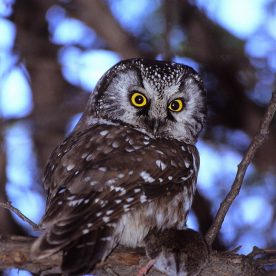 Boreal Owl