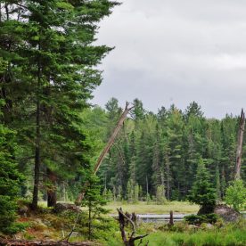 Boreal forest wetland