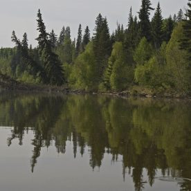 Boreal forest