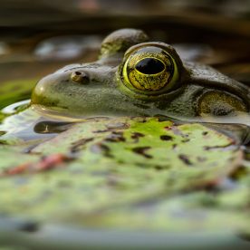 Bullfrog