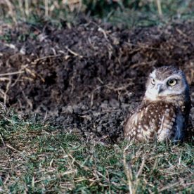 Burrowing Owl