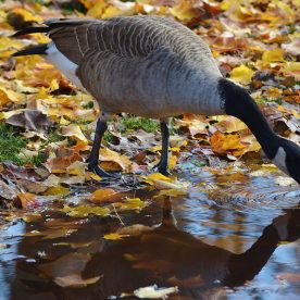 Canada Goose