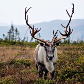 Woodland Caribou