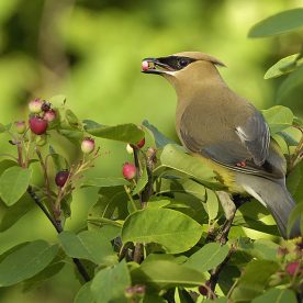 Cedar Waxwing