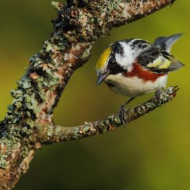 Chestnut-sided Warbler