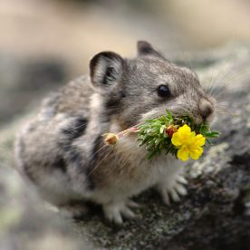 Collared Pika