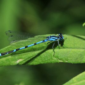 Common Blue Damselfly