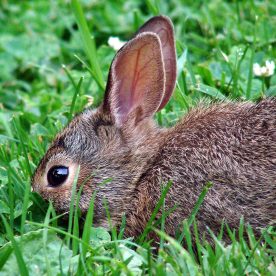 Cottontail rabbit
