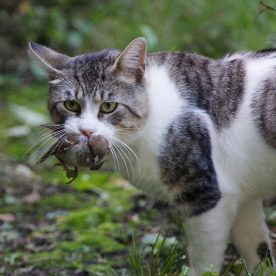 Domestic Cat