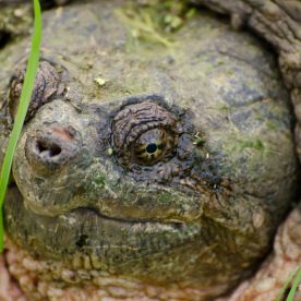 Snapping Turtle