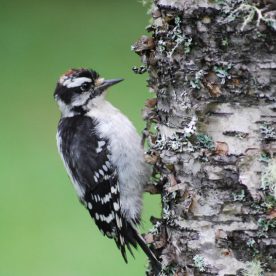 Downy Woodpecker
