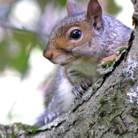 Eastern Grey Squirrel