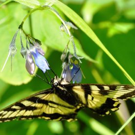 Eastern Tiger Swallowtail
