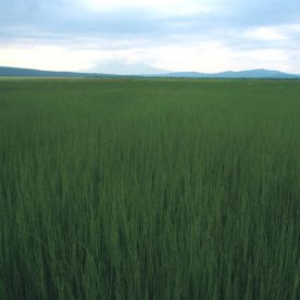 Equisetum Meadow in Nisutlin National Wildlife Area