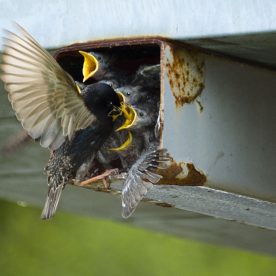 European Starling