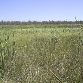 Fen