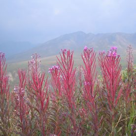 Fire Weed at Nisutlin National Wildlife Area
