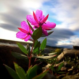 Fireweed