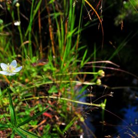 Grass of Parnassius