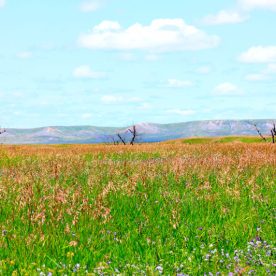 Grasslands