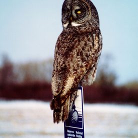Great Grey Owl in Cap Tourmente National Wildlife Area
