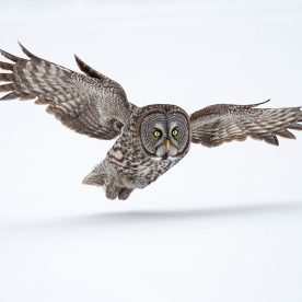 Great Grey Owl