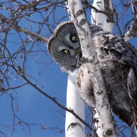 Great Grey Owl