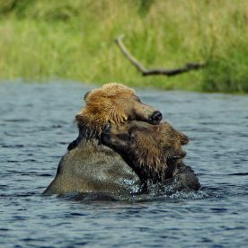 Grizzlies in a BC estuary