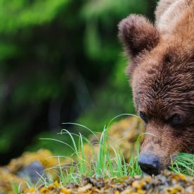 Grizzly