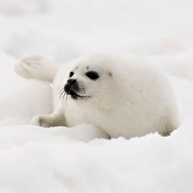 Harp Seal