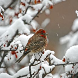 House Finch