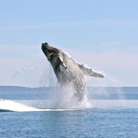 Humpback Whale
