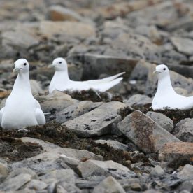 Ivory Gull