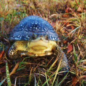 Blanding's Turtle