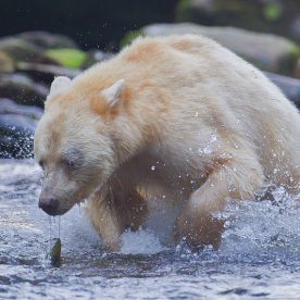 Kermode Bear