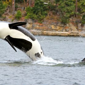 Killer Whale