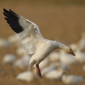 Lesser Snow Goose