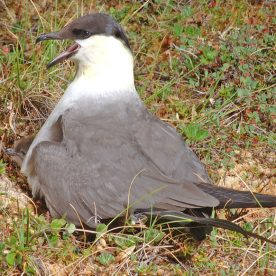 Long-tailed Jaeger