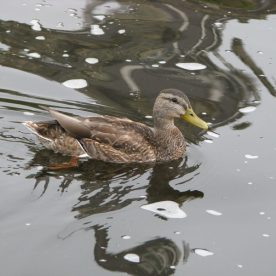 Mallard female