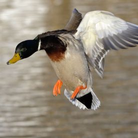 Mallard