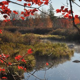 Marsh