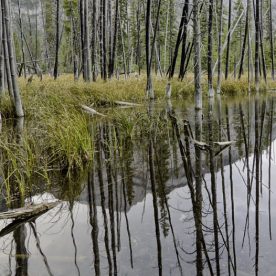 Marsh Wetlands