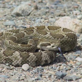 Massassauga Rattlesnake in Vaseux Bighorn National Wildlife Area