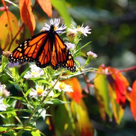 Monarch