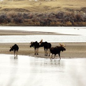 Moose